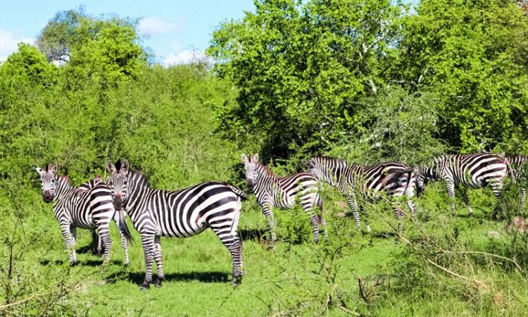Amboseli, Lake Nakuru & Maasai Mara Safari