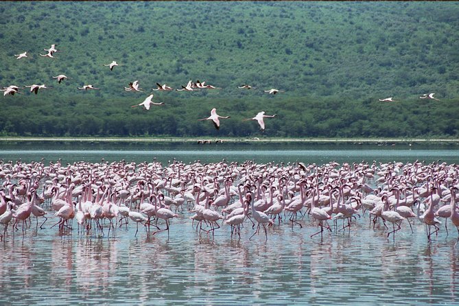 6 Days Amboseli, Lake Nakuru & Maasai Mara Safari